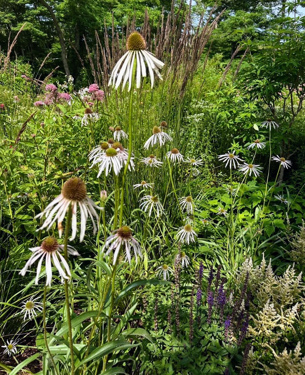 Coneflowers and grasses, the Yalecrest Meadow