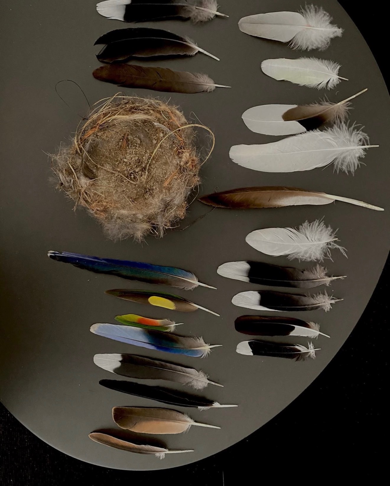 Feathers found in the garden