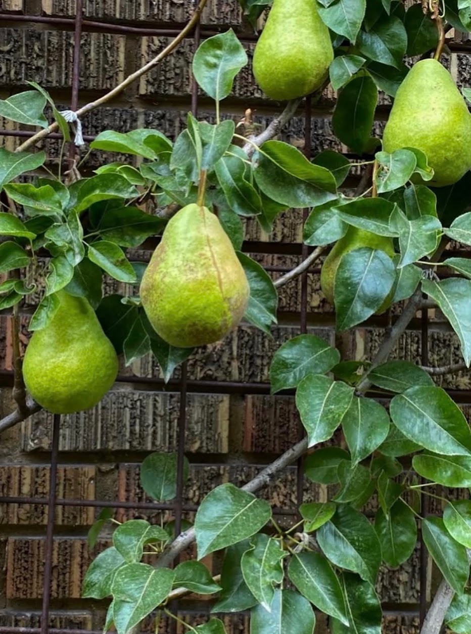 Close-up of ripening pears