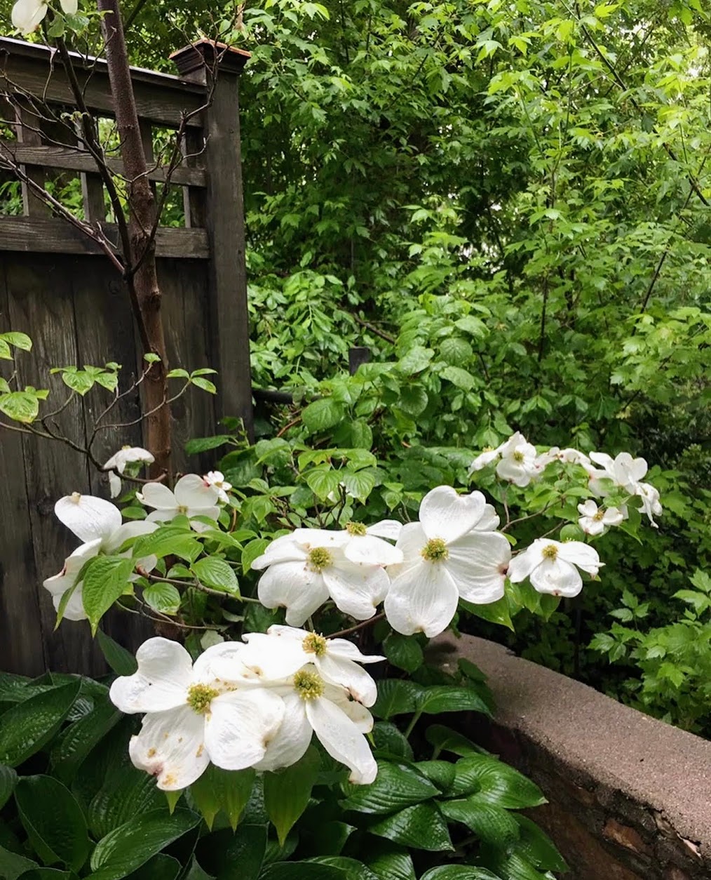 Flowering dogwood, Harvard Gardens