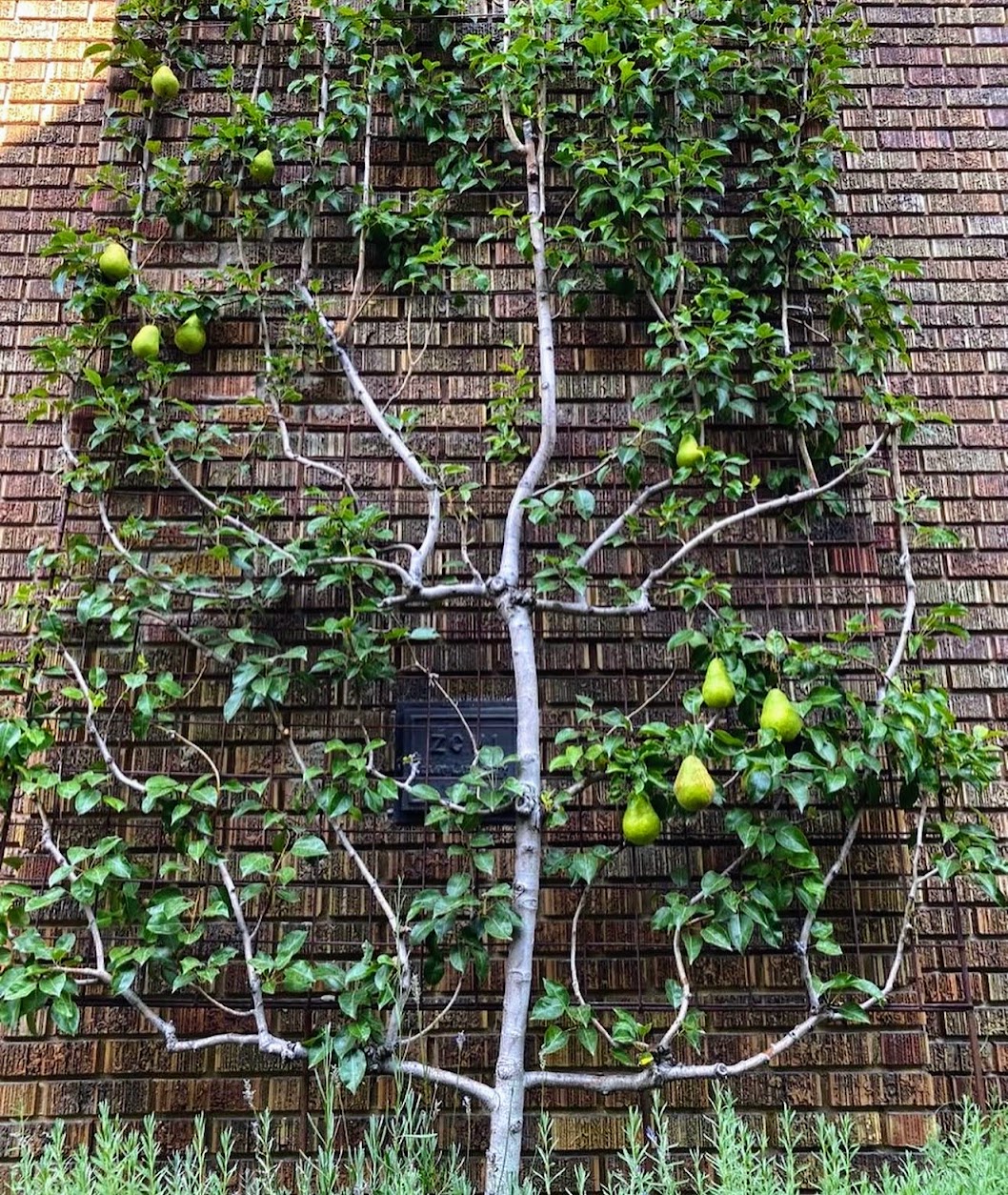 Espaliered pear trees