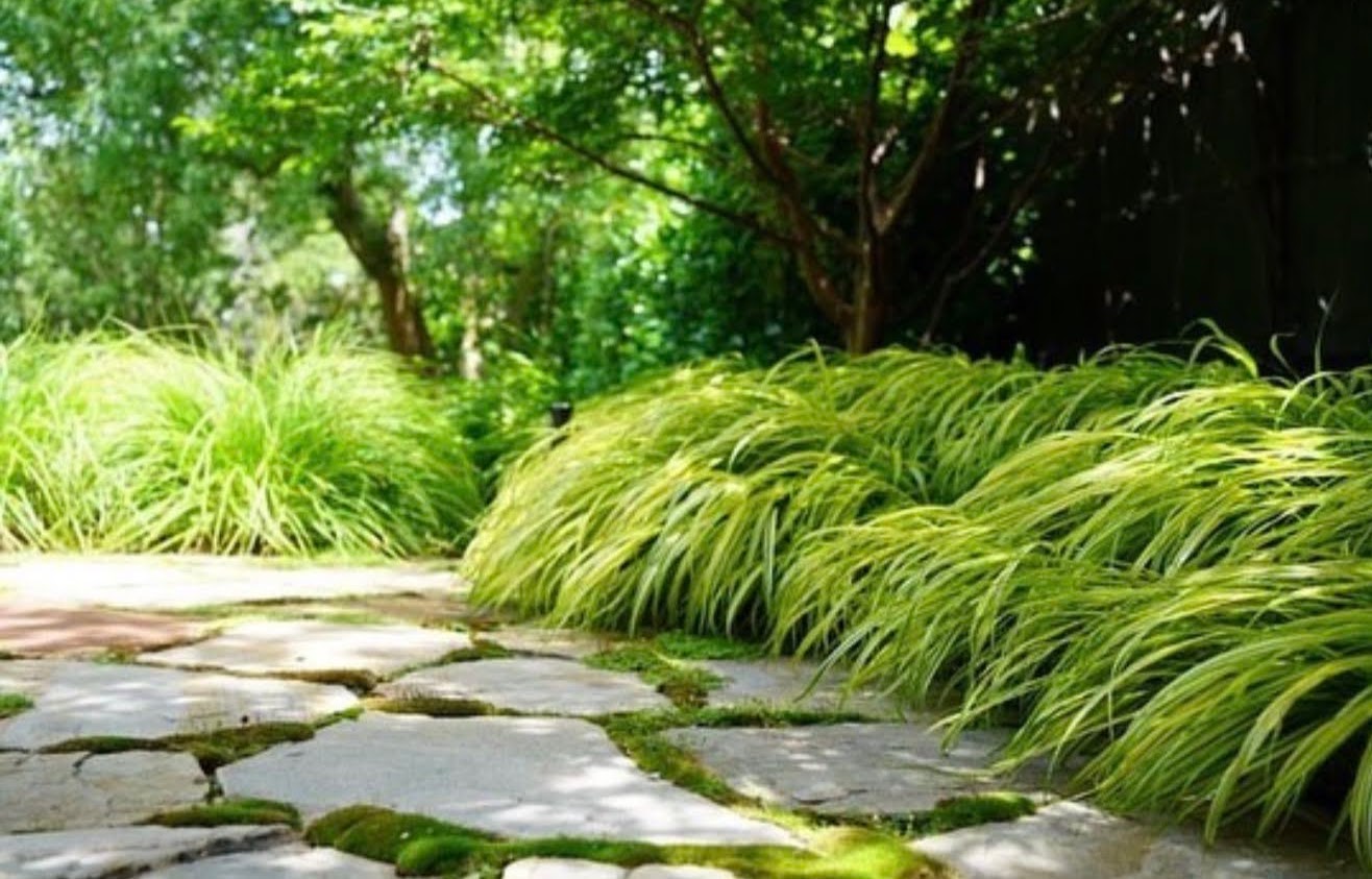 Japanese forest grass border
