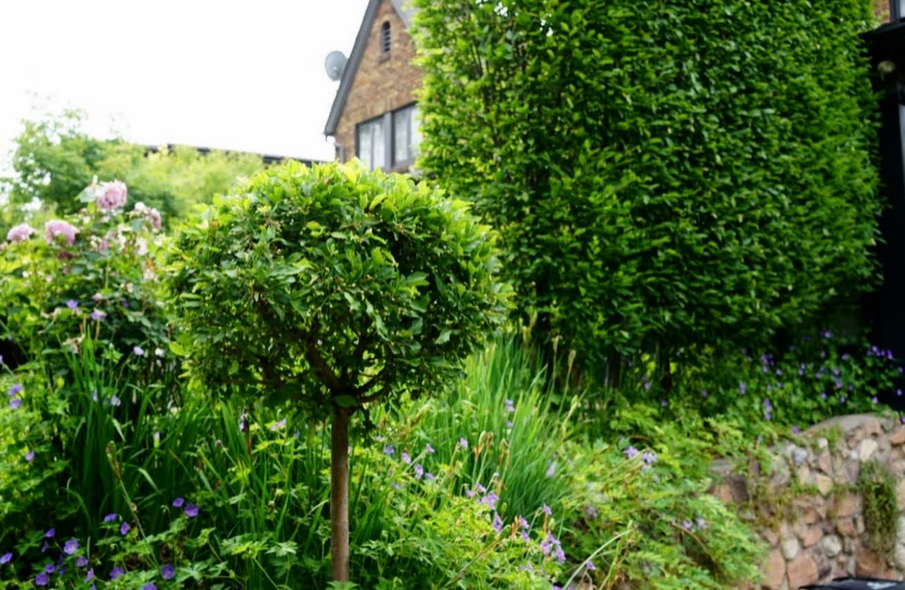 Garden view, Harvard Gardens