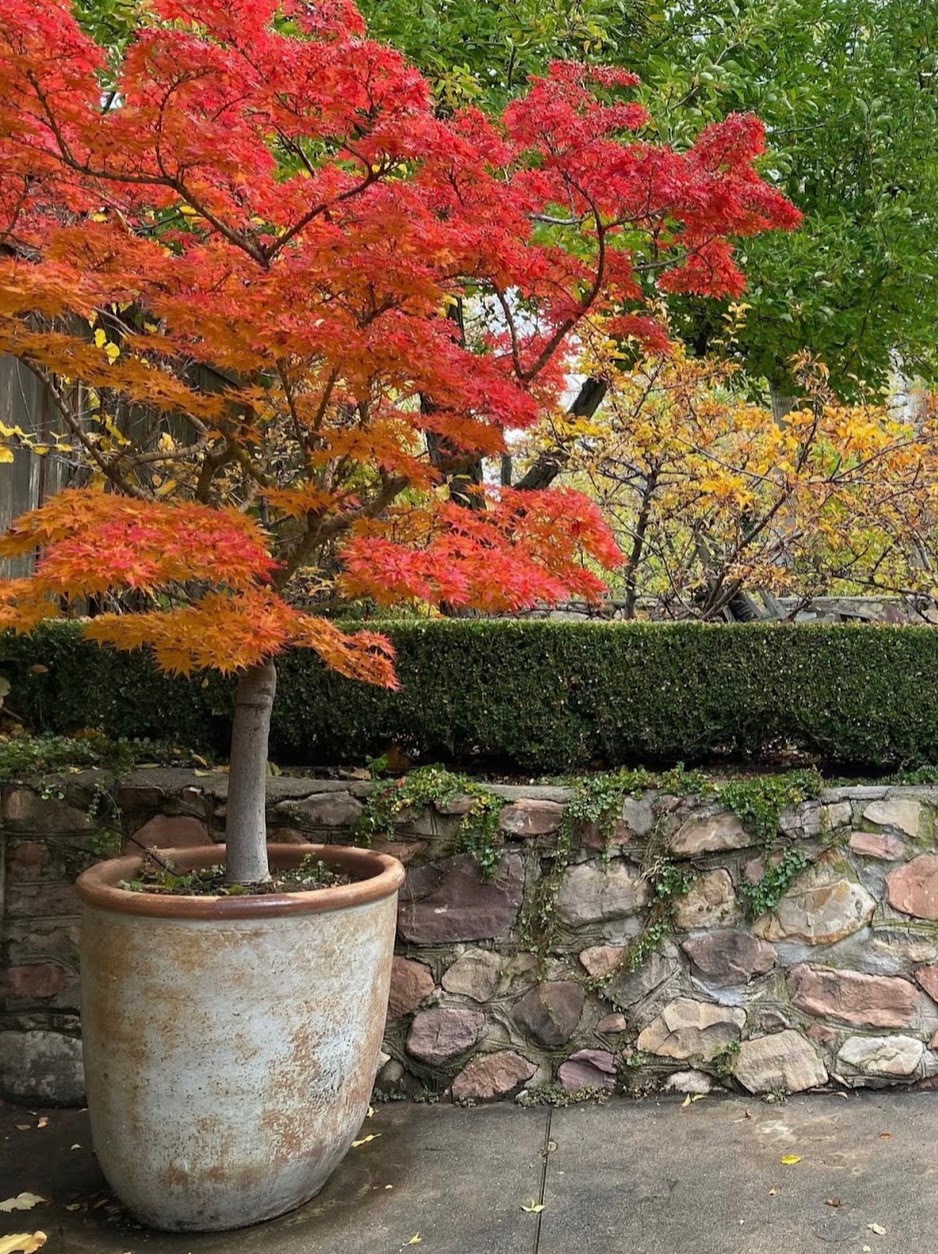 Japanese maple in a pot