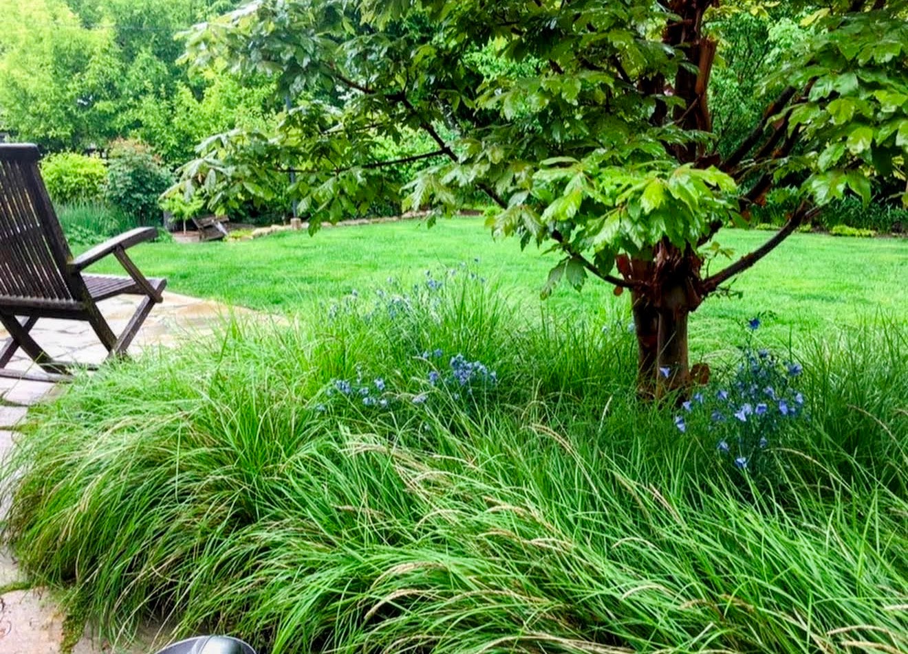 Moor grass planting