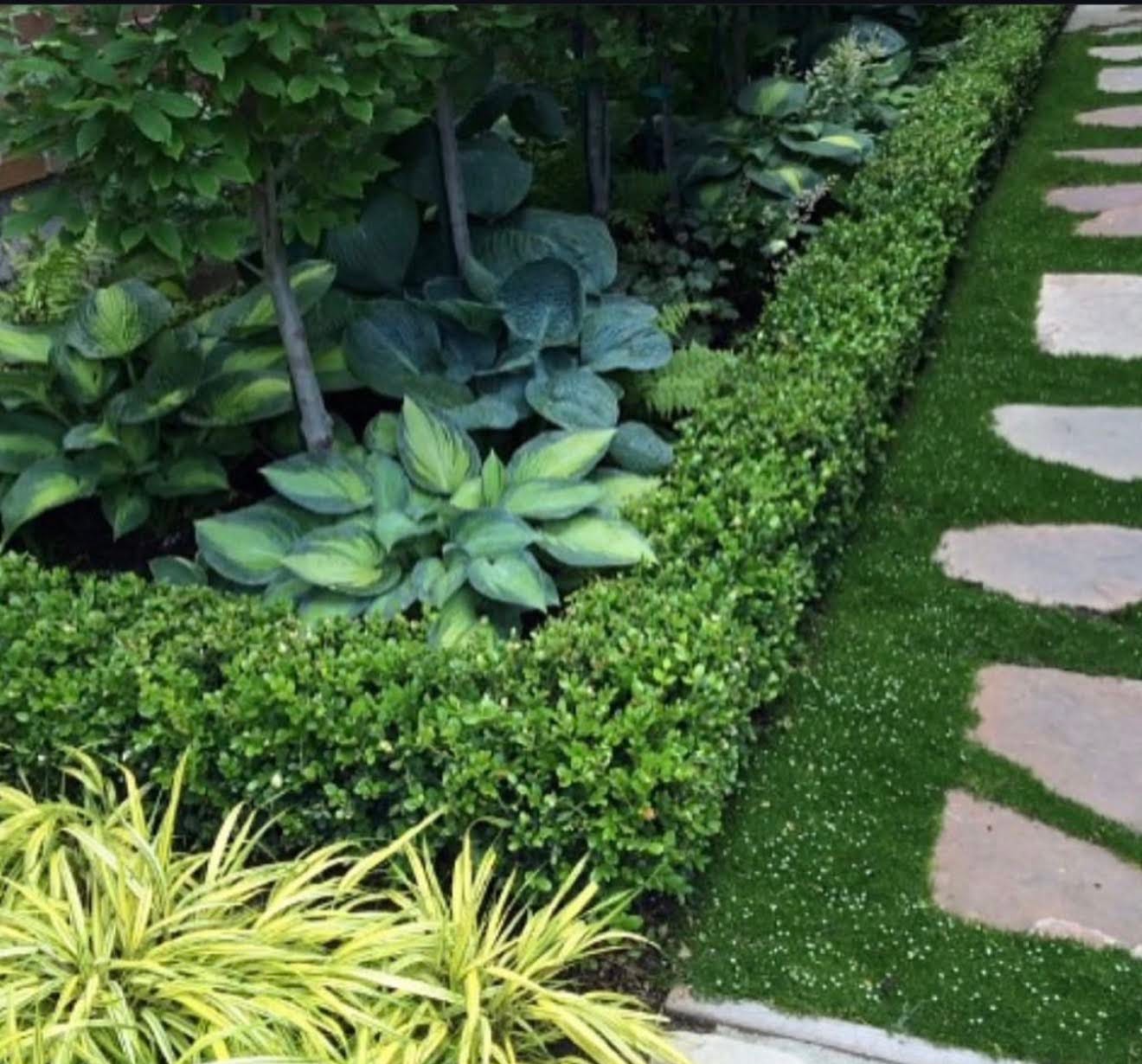 Hosta and boxwood border along the stepping stones