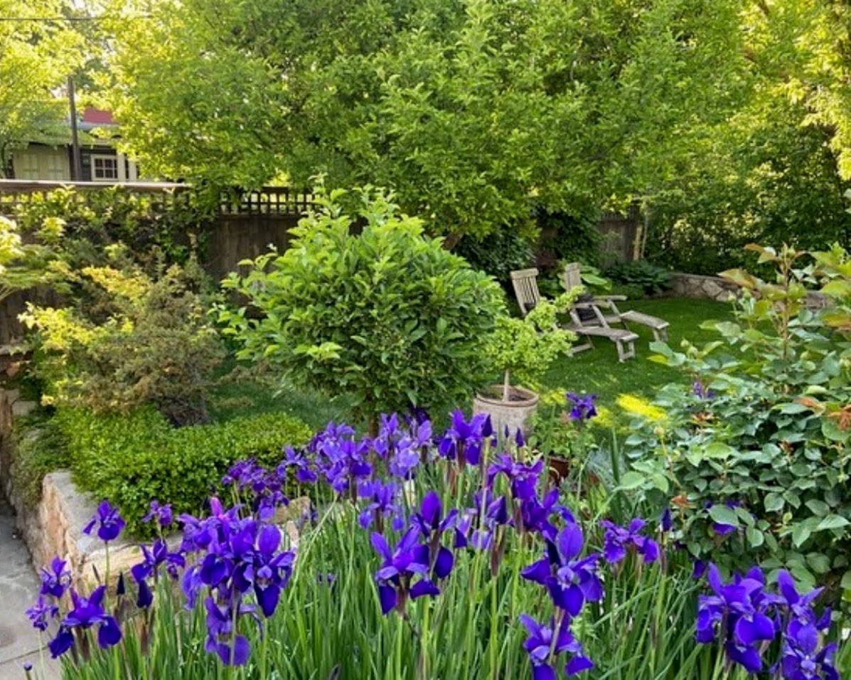 Purple irises in the sunken garden, Harvard Gardens