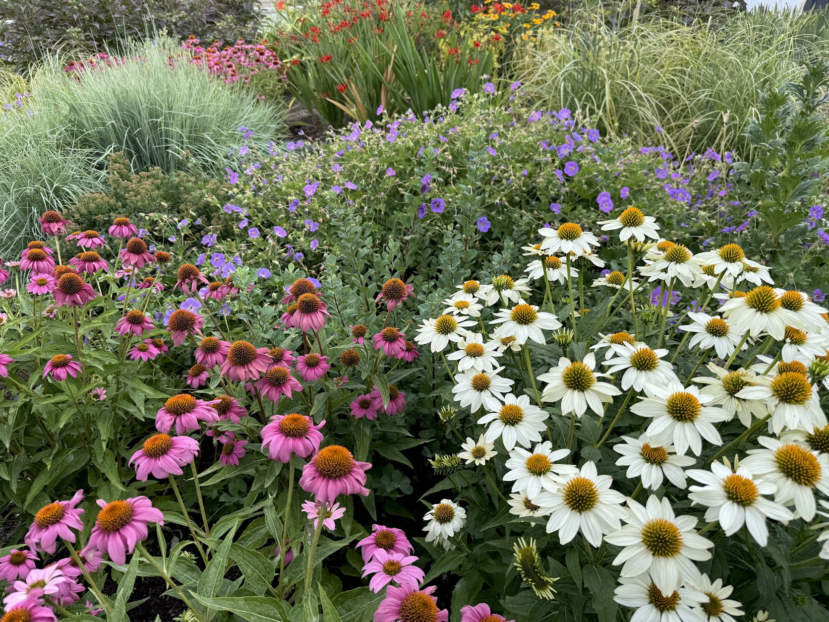 Naturalistic perennial border, Temple Square