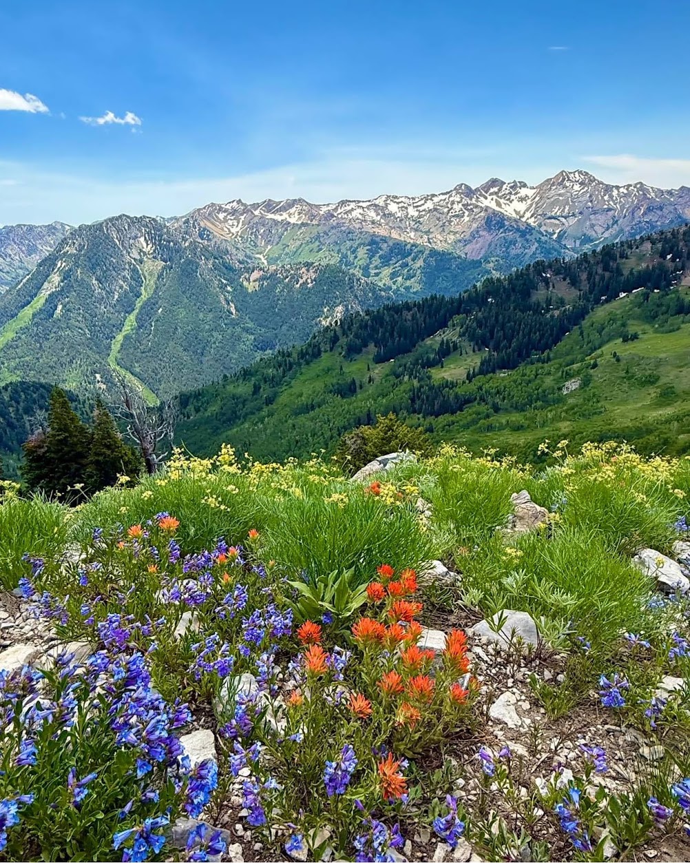 Wildflowers, Little Cottonwood Canyon