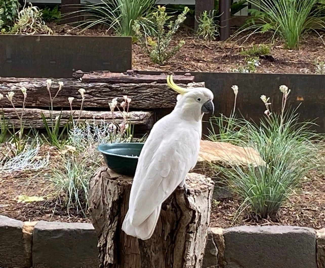 Sulphur-crested cockatoo in the garden