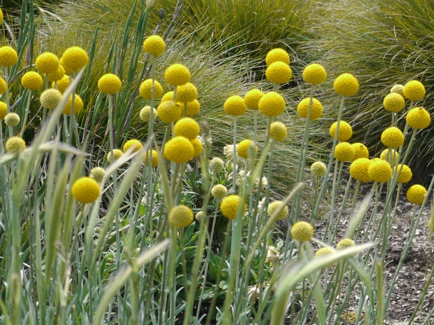 Craspedia in bloom among native grasses