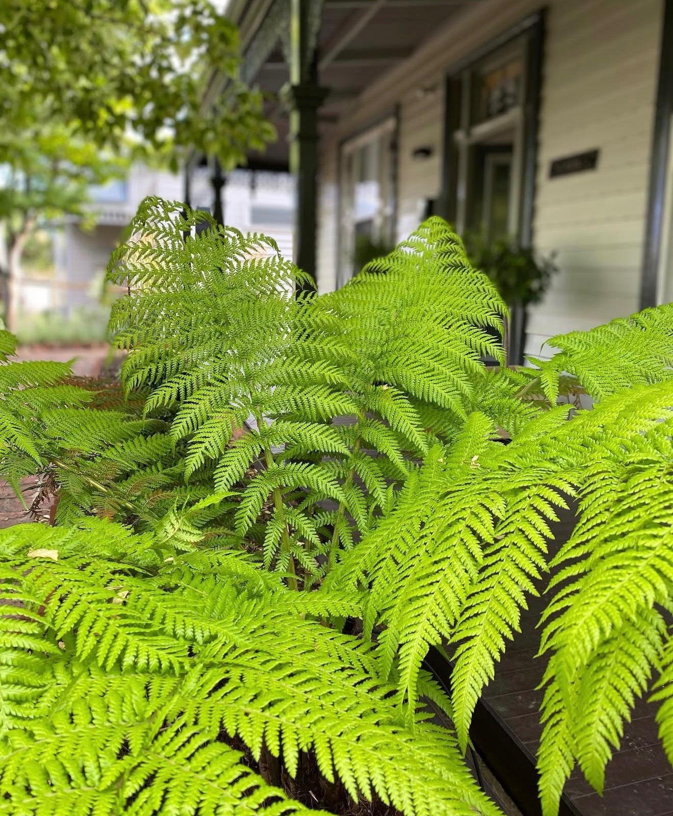 Close-up of tree fern fronds