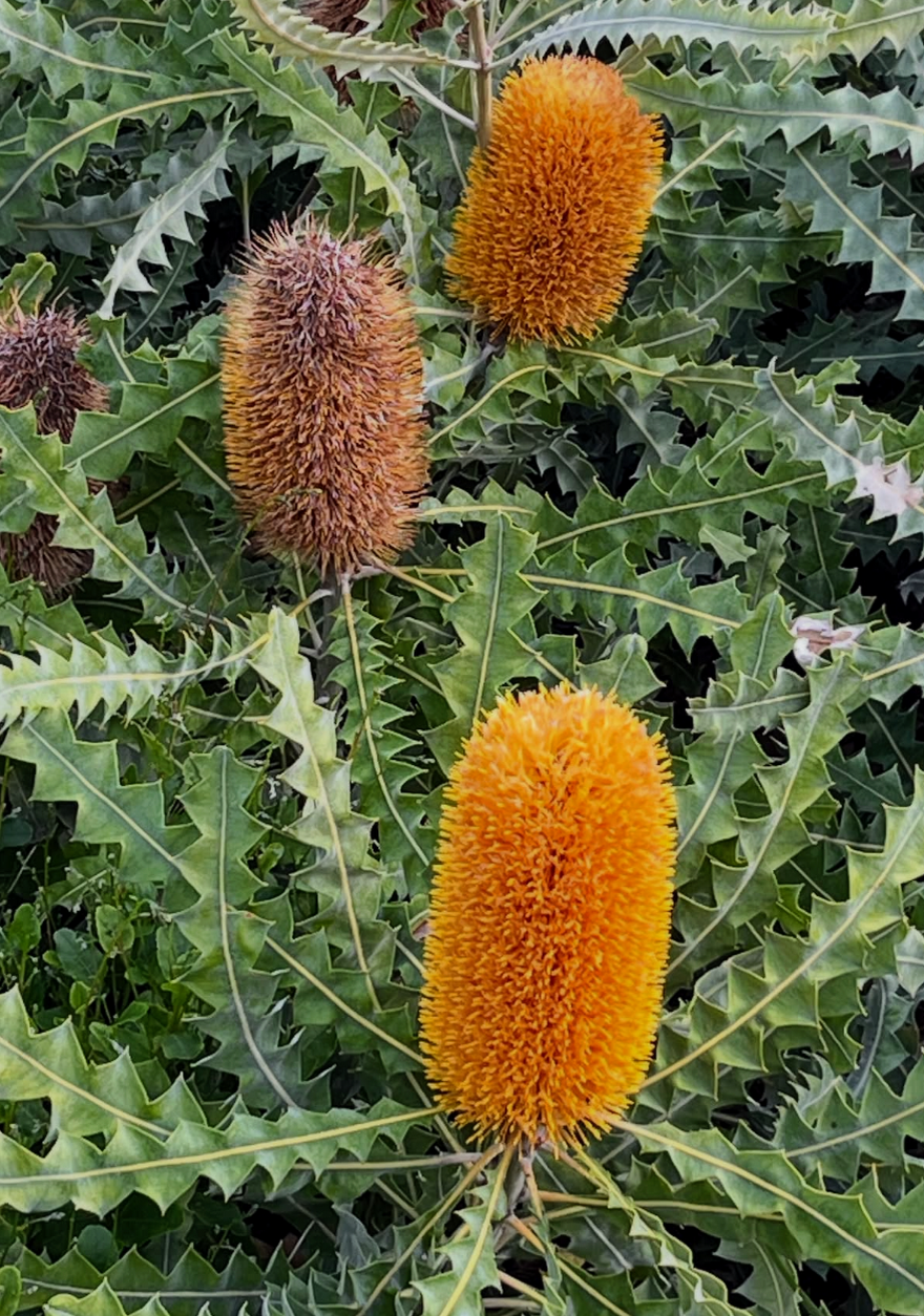 Banksia flower detail