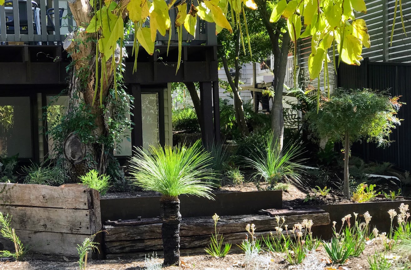 Back garden with native grass trees and raised corten steel beds
