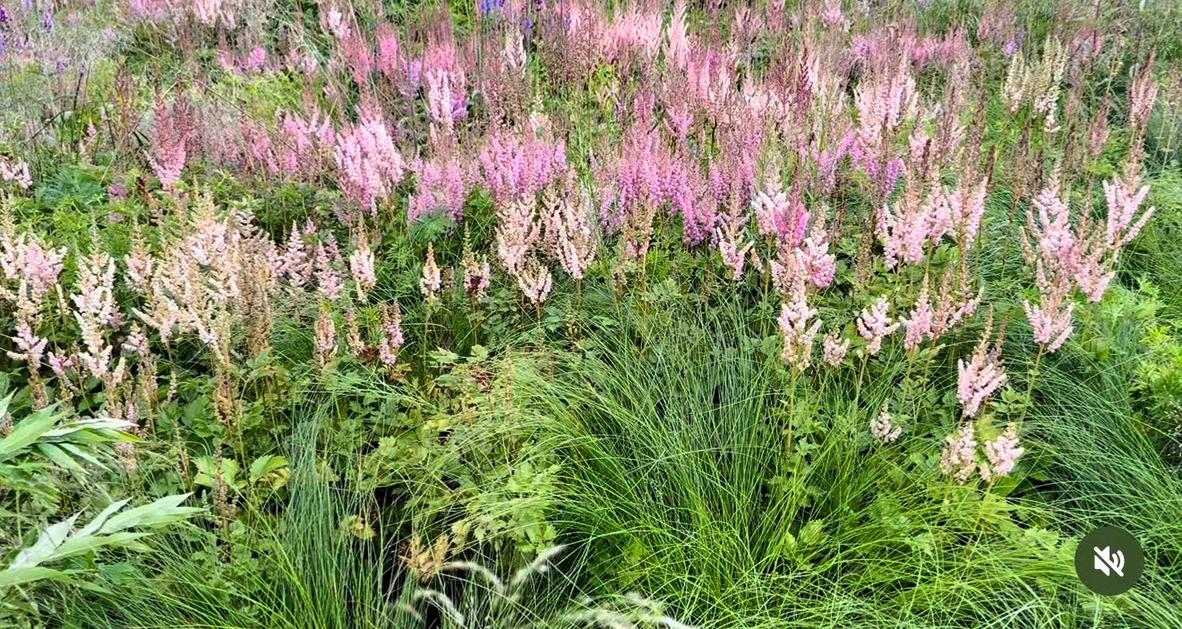 Astilbe meadow, Priesthood Garden, Temple Square
