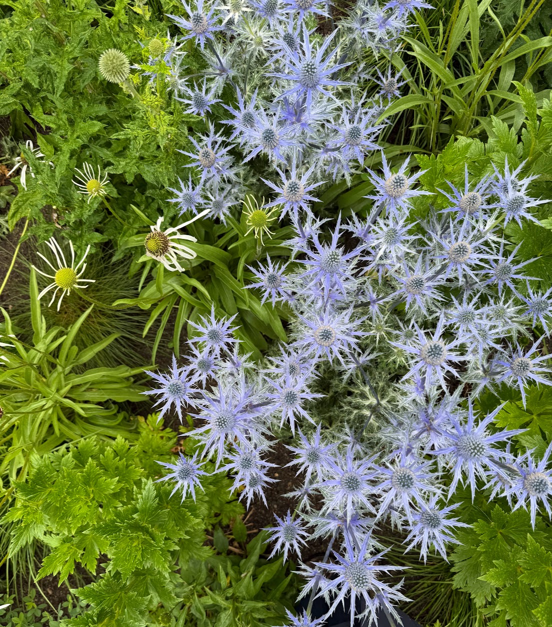 Globe thistle, Temple Square
