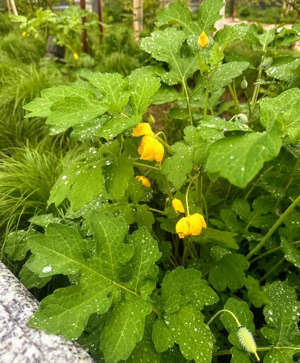 Woodland poppy, Sacred Grove