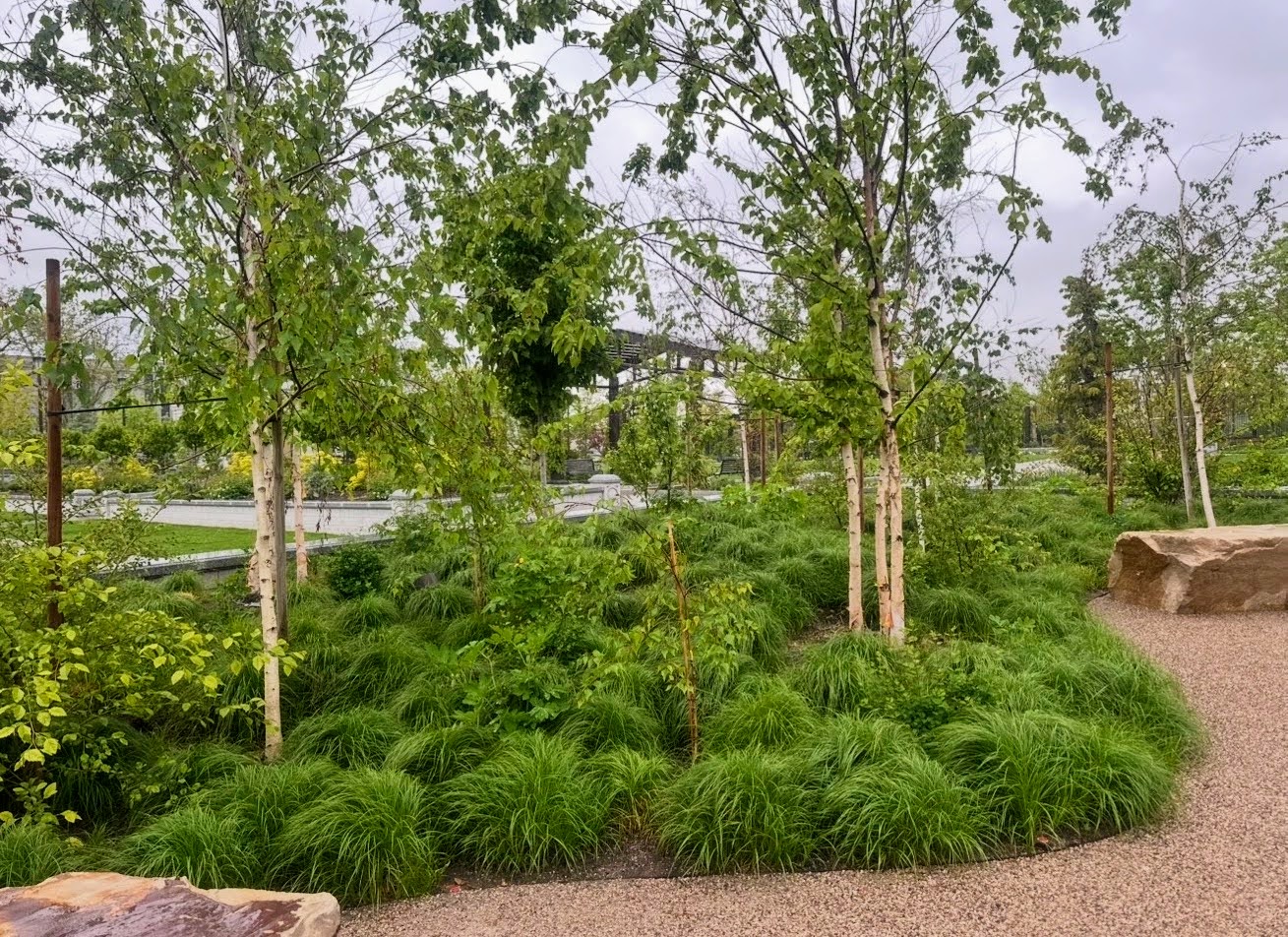 Sacred Grove planting