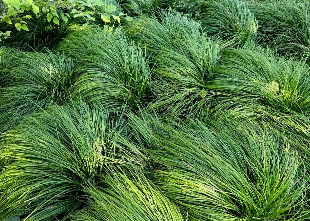 Native grasses, Sacred Grove