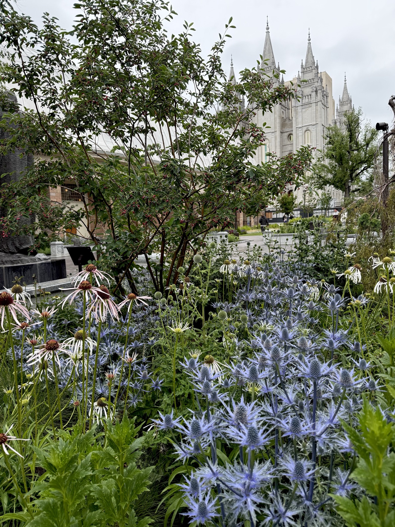 Eryngium and coneflowers with the Salt Lake Temple beyond
