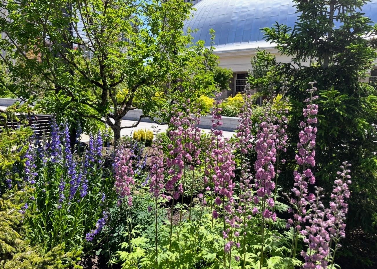 Pergola planting, Temple Square