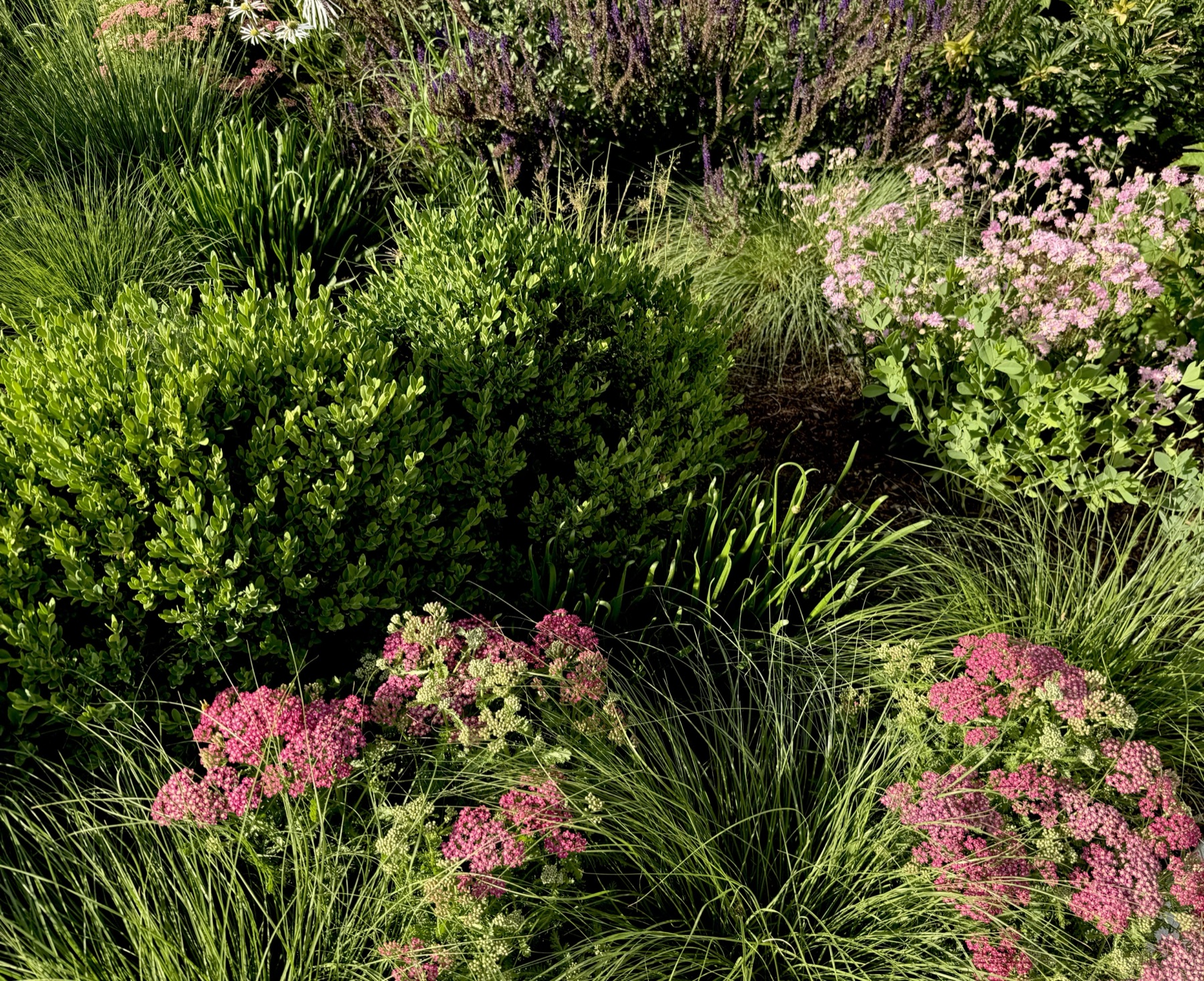 Sedum, grasses, and salvia border, the Yalecrest Meadow
