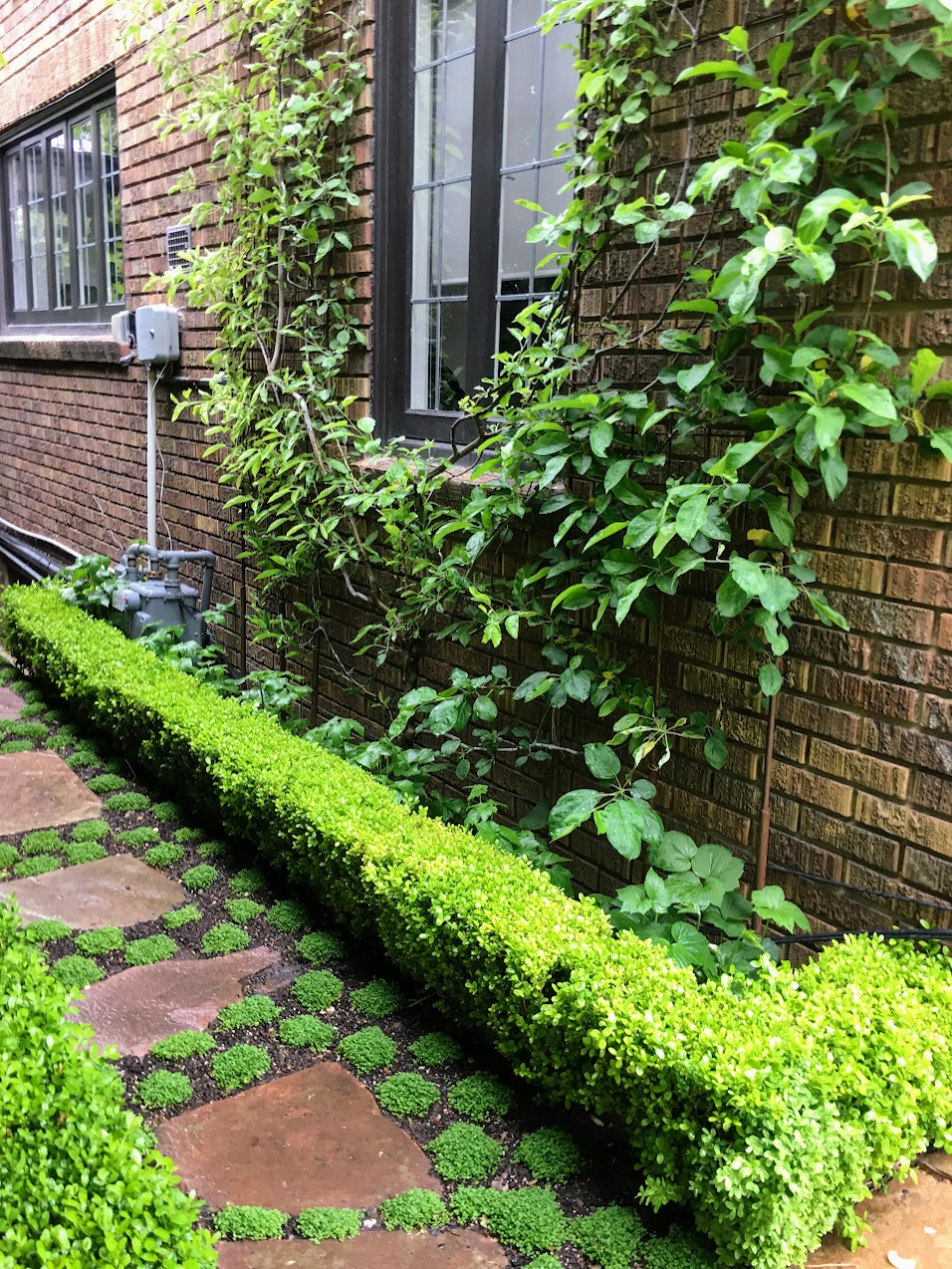 Espaliered apple trees against the brick wall