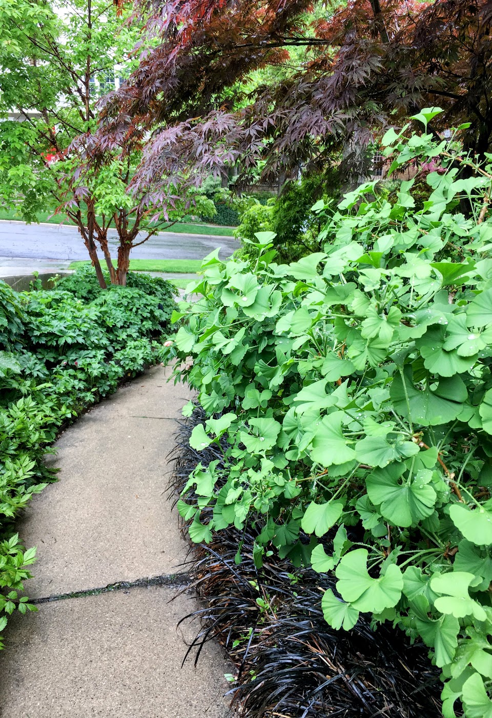 Garden path along the front side of the house