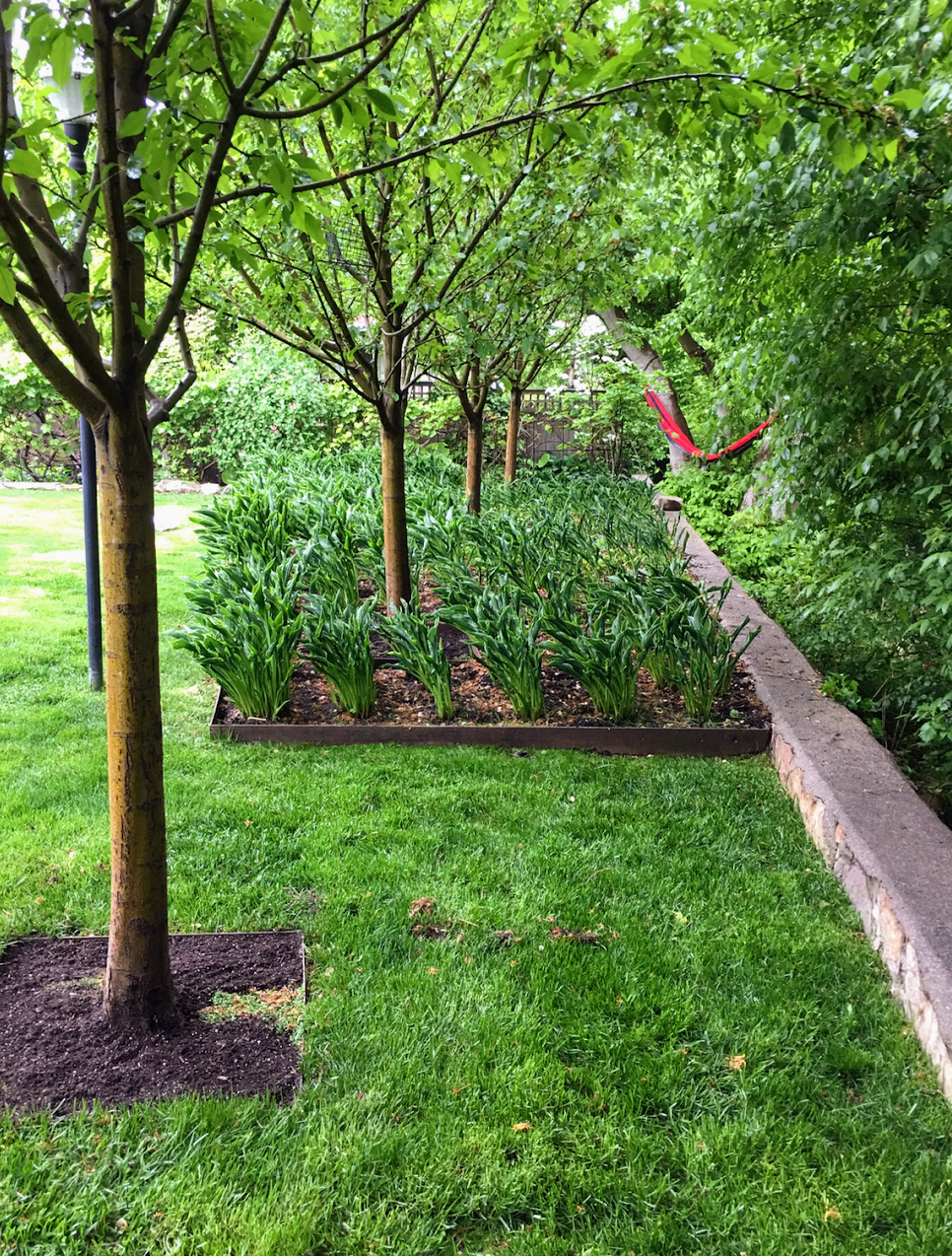 Hammock among the newly planted trees