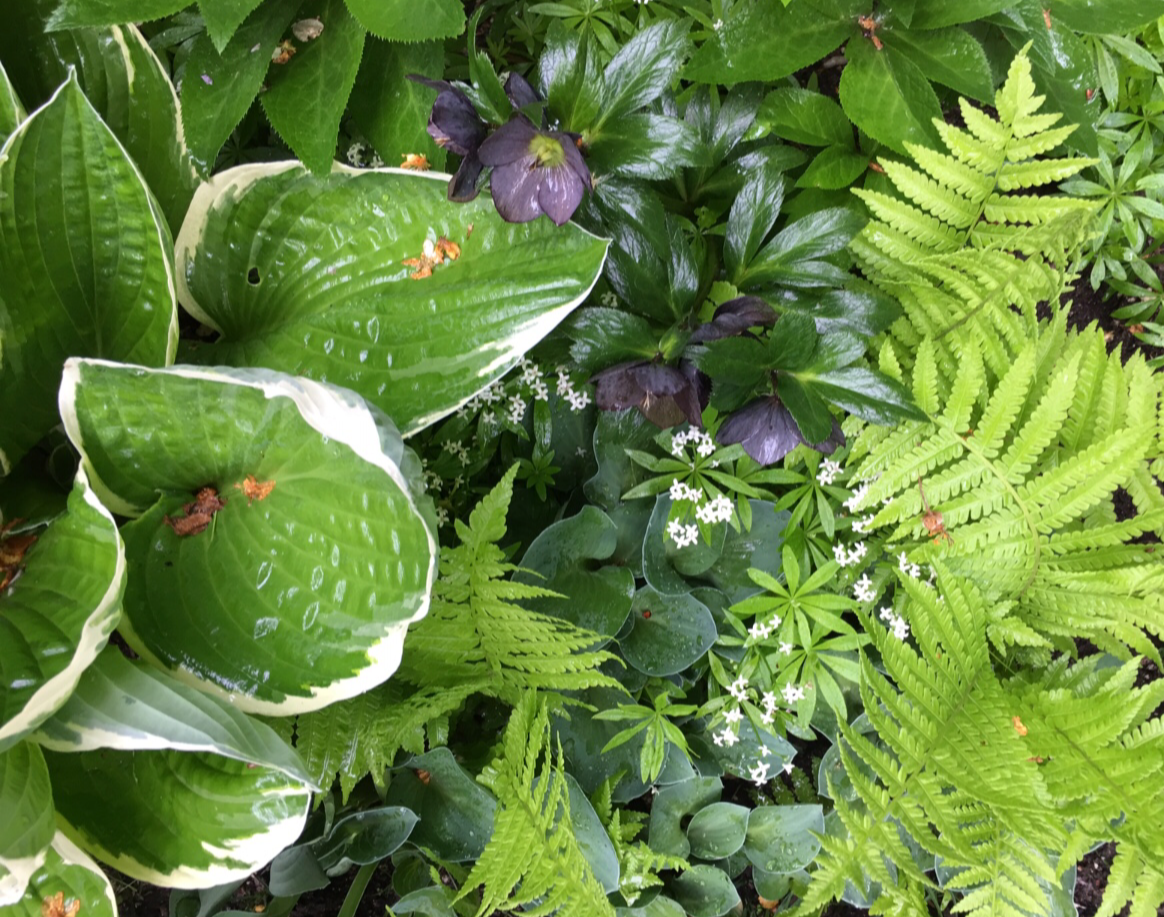 Hosta, hellebore, and fern border