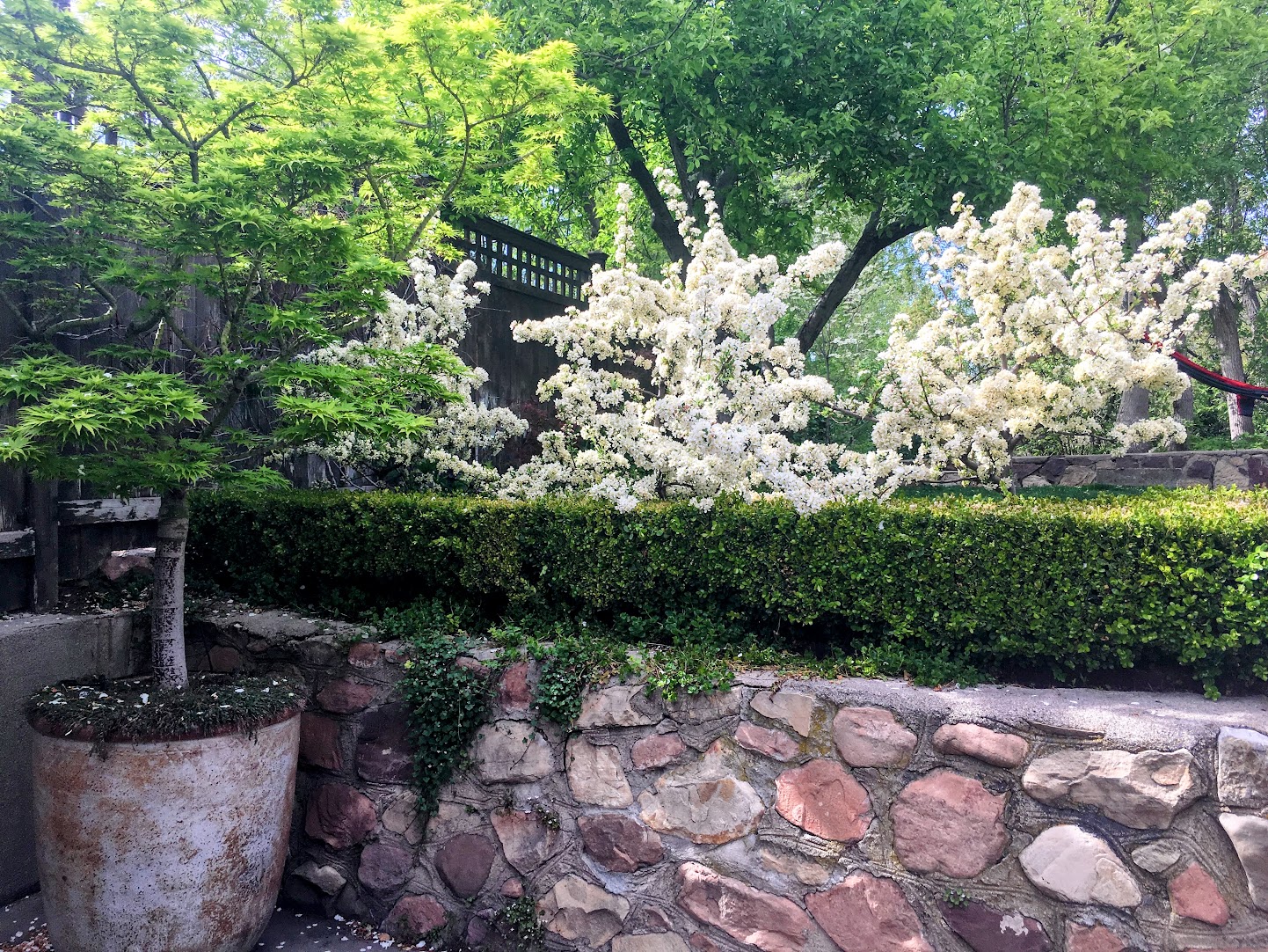 Blossoming crabapple trees along the stone wall